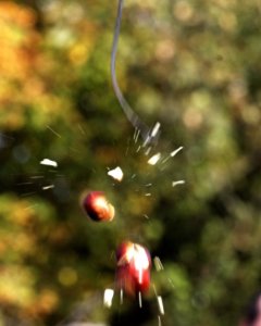 Fotó: Ashton Conker Club